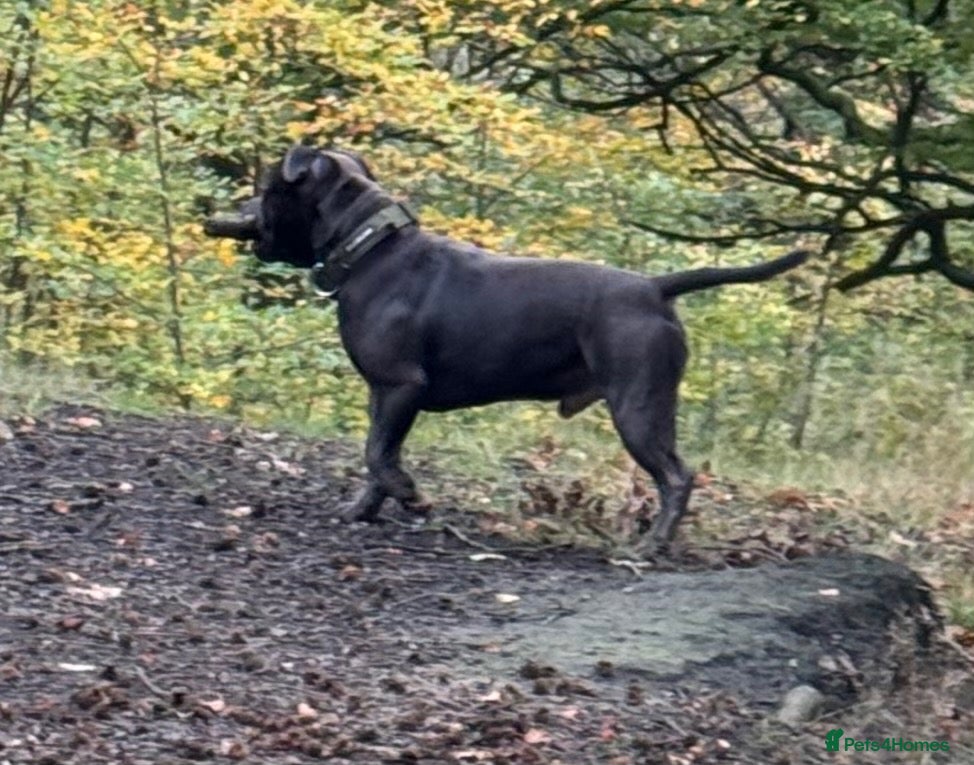 Staffordshire Bull Terrier dogs for stud: Kenbloom Mcintosh  - Advert 19