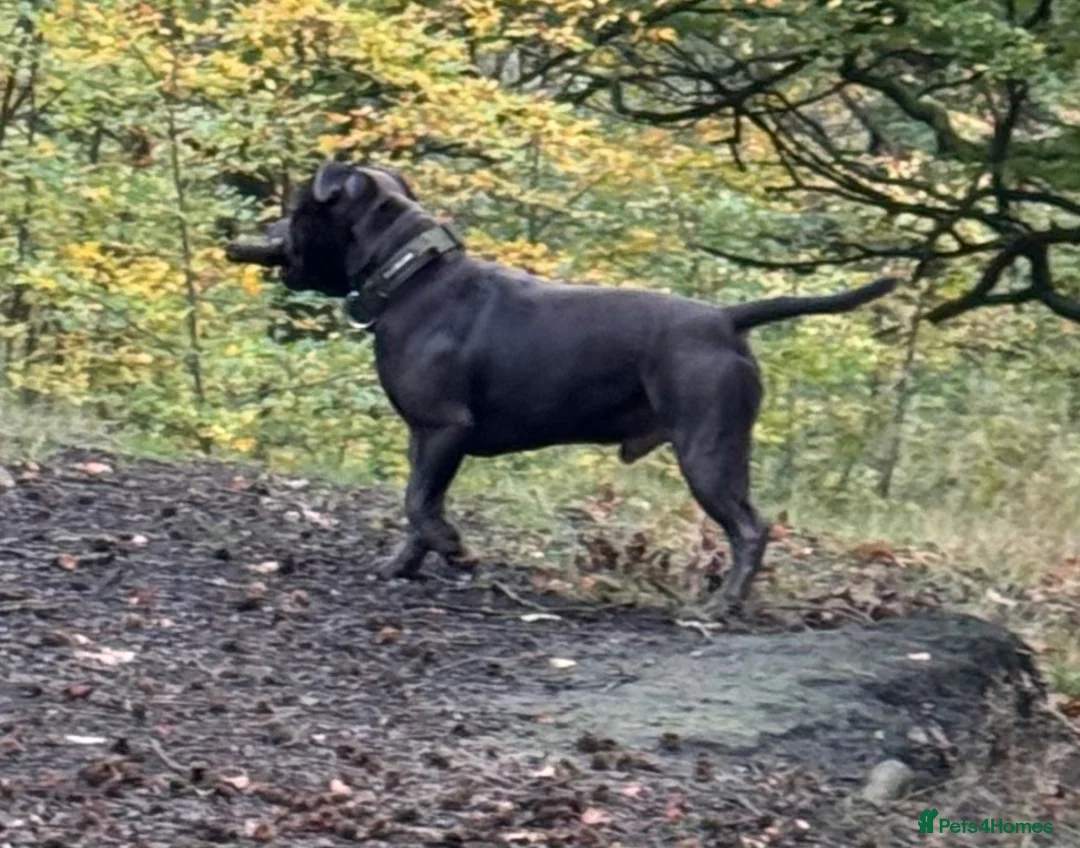 Staffordshire Bull Terrier dogs for stud: Kenbloom Mcintosh  - Advert 1
