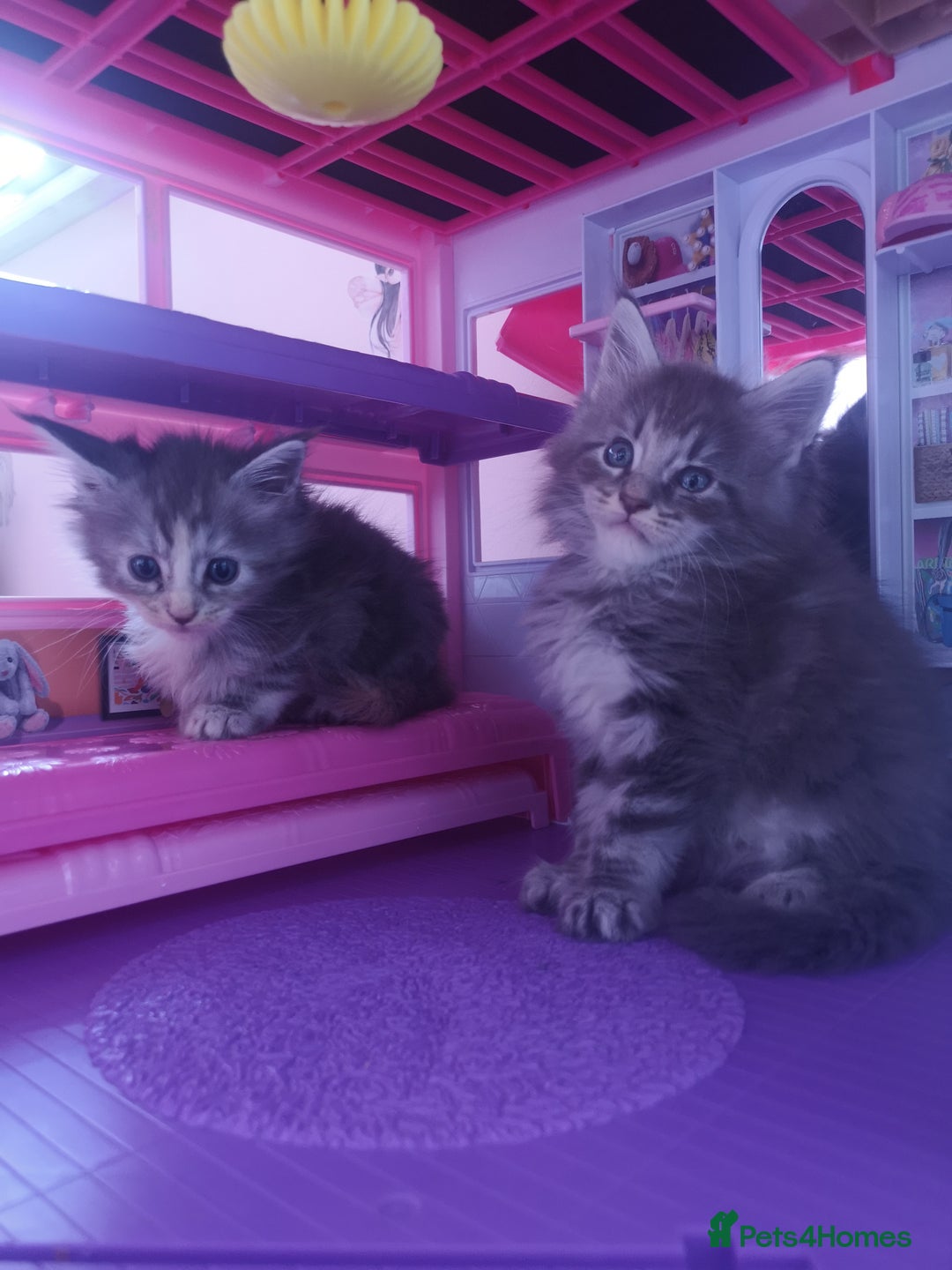 Maine Coon cats for sale: Maine Coon Kittens Parents Fully Health Tested - Image 11