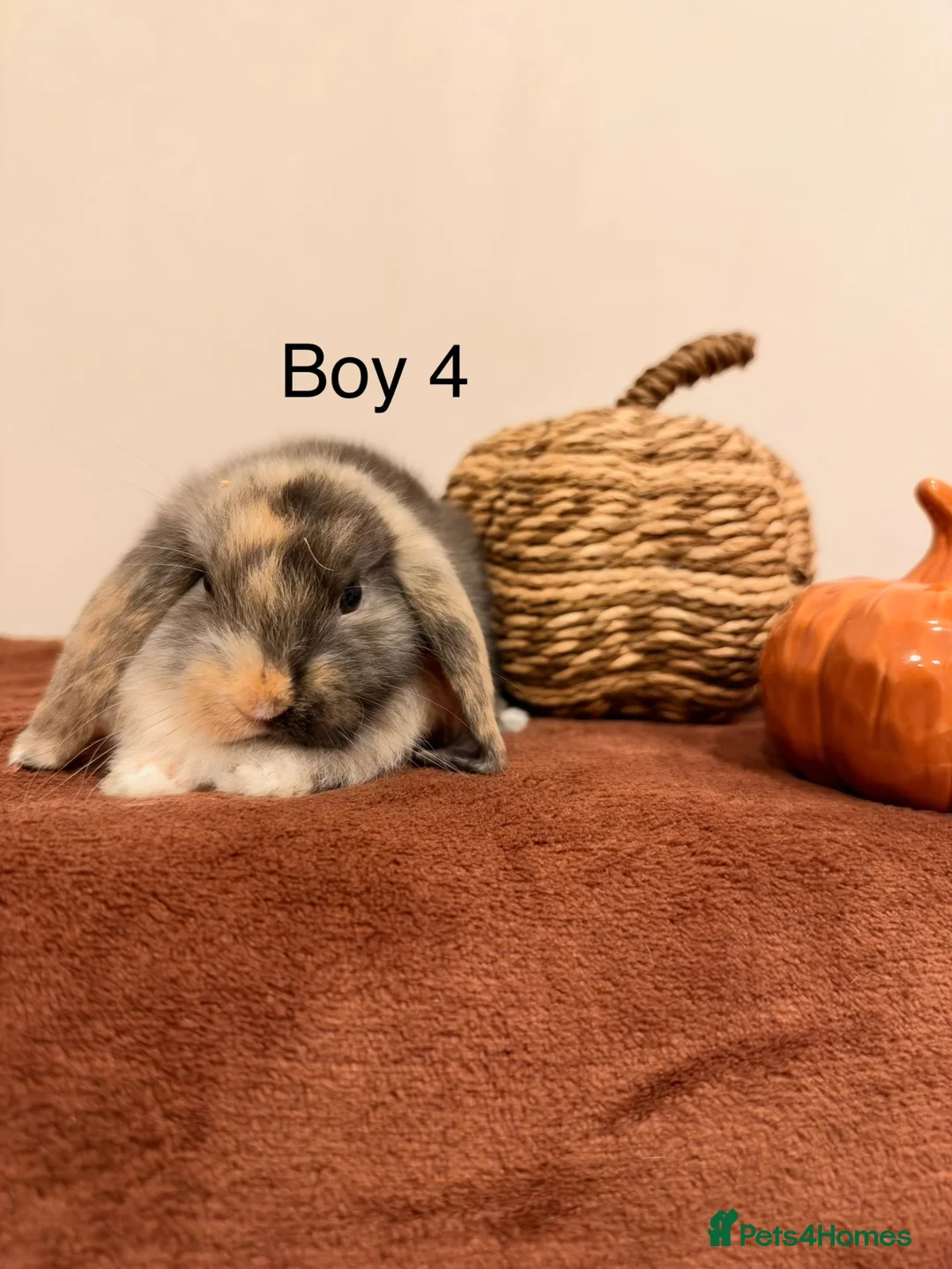 Mini Lop rabbits for sale: Harlequin Mini Lops🐰✨ - Advert 6