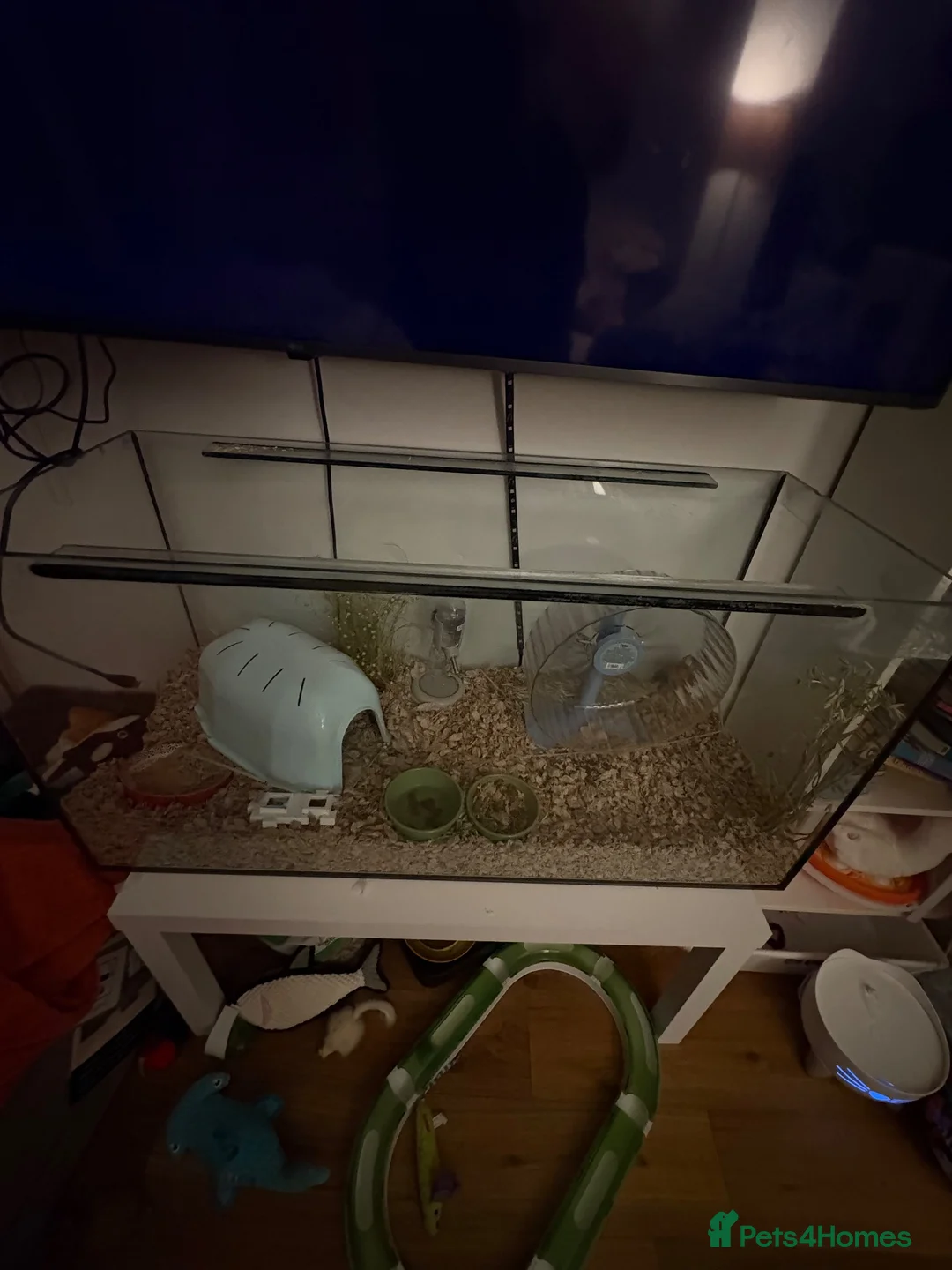 Hamster rodents for sale: Hamster needs new home - Advert 2