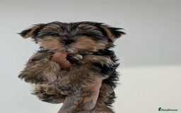Yorkshire Terrier dogs for sale: 7 male Yorkshire terriers ready to leave.  - Image 16