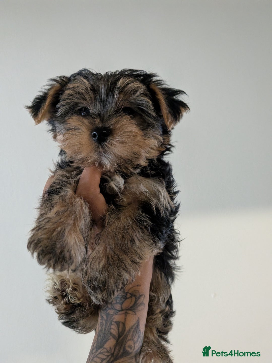 Yorkshire Terrier dogs for sale: 7 male Yorkshire terriers ready to leave.  - Image 16