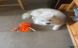 Samoyed dogs for sale: Samoyed bitch 3 years old - Image 6