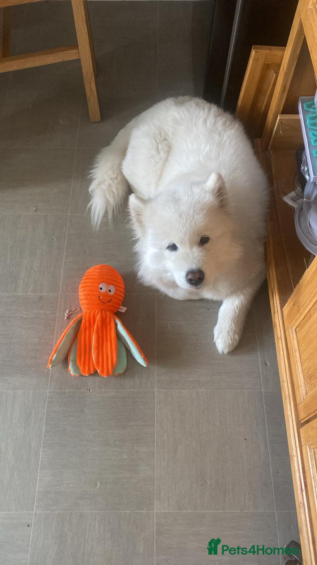 Samoyed dogs for sale: Samoyed bitch 3 years old - Image 6