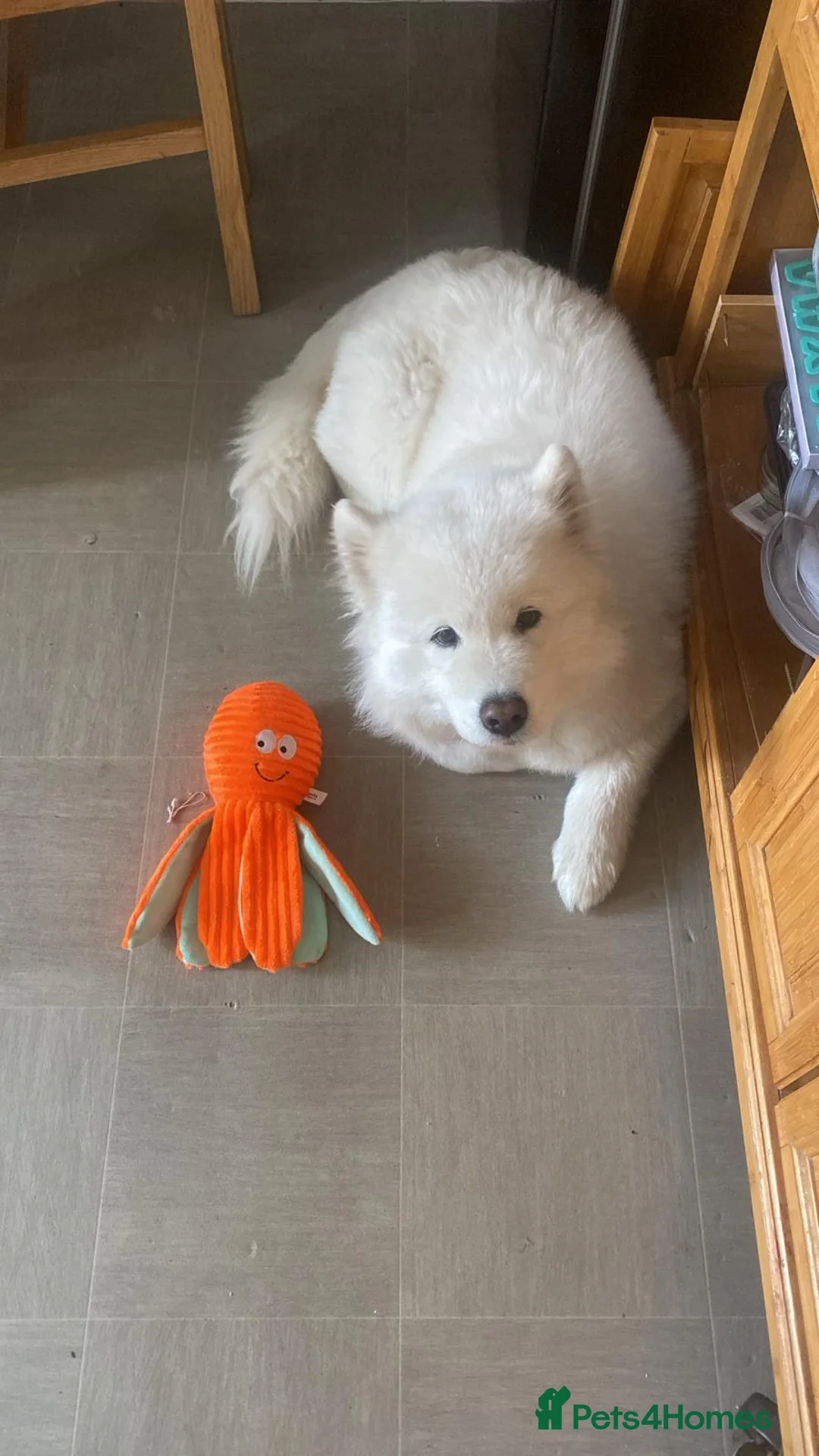 Samoyed dogs for sale: Samoyed bitch 4 years old - Advert 6