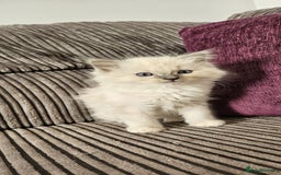 Ragdoll cats for sale: Stunning Ragdoll kittens looking for new homes - Image 19