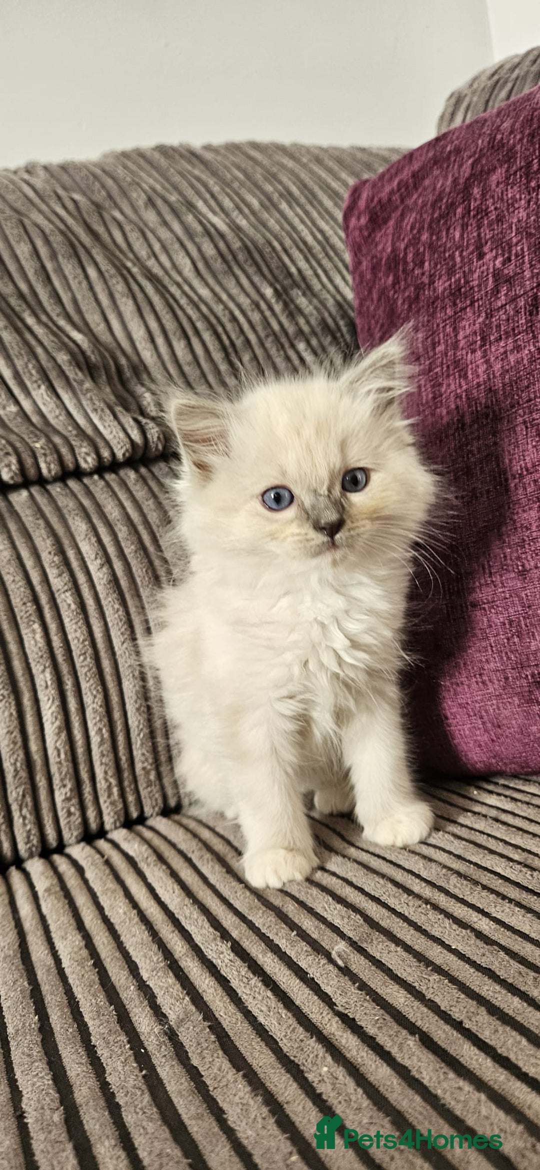 Ragdoll cats for sale: Stunning Ragdoll kittens looking for new homes - Image 19