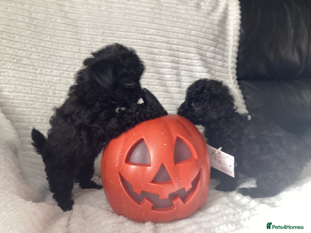 Jackapoo dogs for sale: 2 Toy poodle 3/4 Boys - Image 15