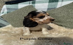 Cocker Spaniel dogs for sale: KC Registered Show Type Cocker Spaniels - Image 3