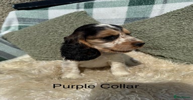 Cocker Spaniel dogs - Advert 2
