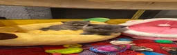 British Shorthair cats for sale: Beautiful British Shorthair Kittens in Watford - Advert 31