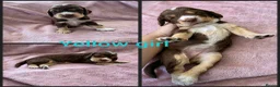 Cocker Spaniel dogs for sale: KC Reg health tested working cocker spaniels - Advert 9