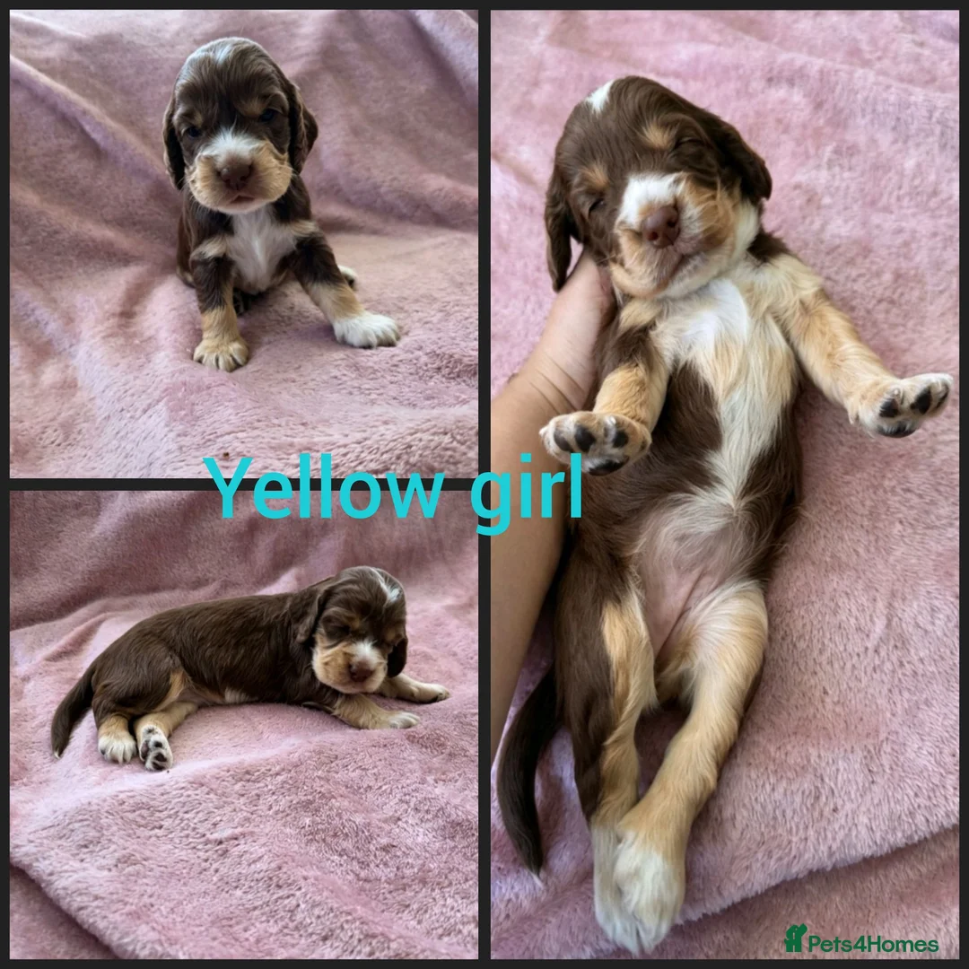 Cocker Spaniel dogs for sale: KC Reg health tested working cocker spaniel pups  - Advert 17