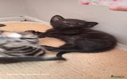 British Shorthair cats for sale: Cute boys - Image 6