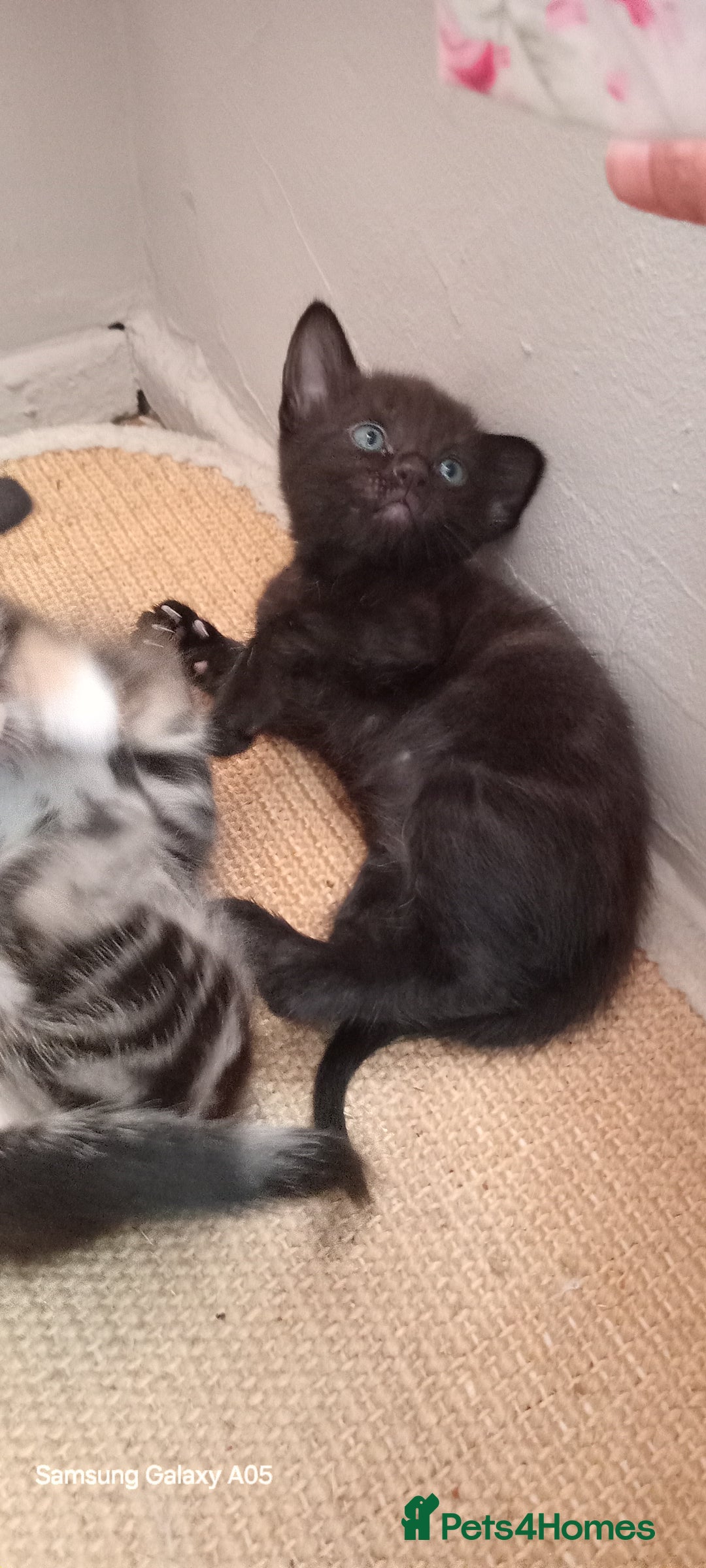 British Shorthair cats for sale: Cute boys - Image 6