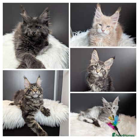 Maine Coon cats - Advert 2