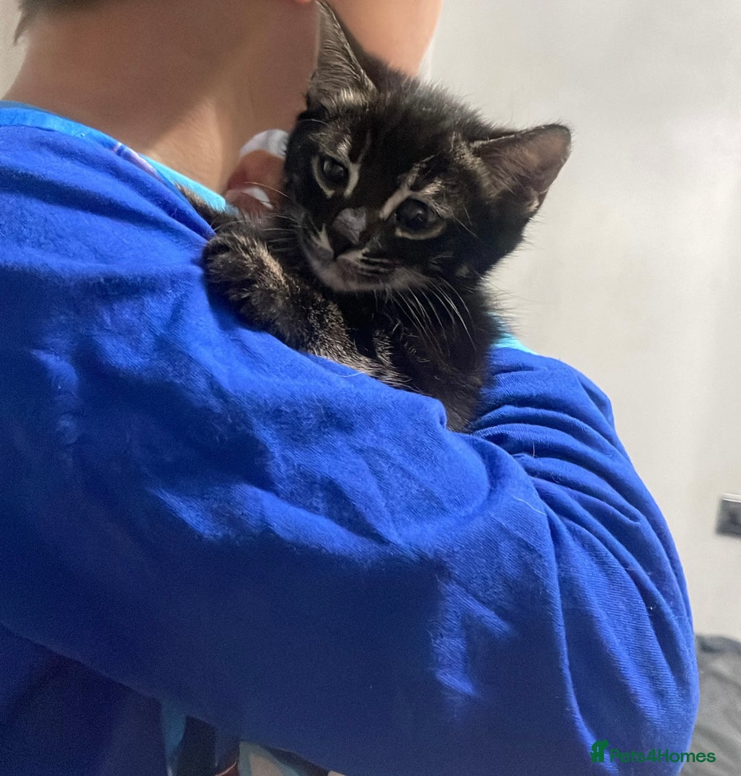 Mixed Breed cats for sale: Rare black blue eye bengal kittens - Advert 12