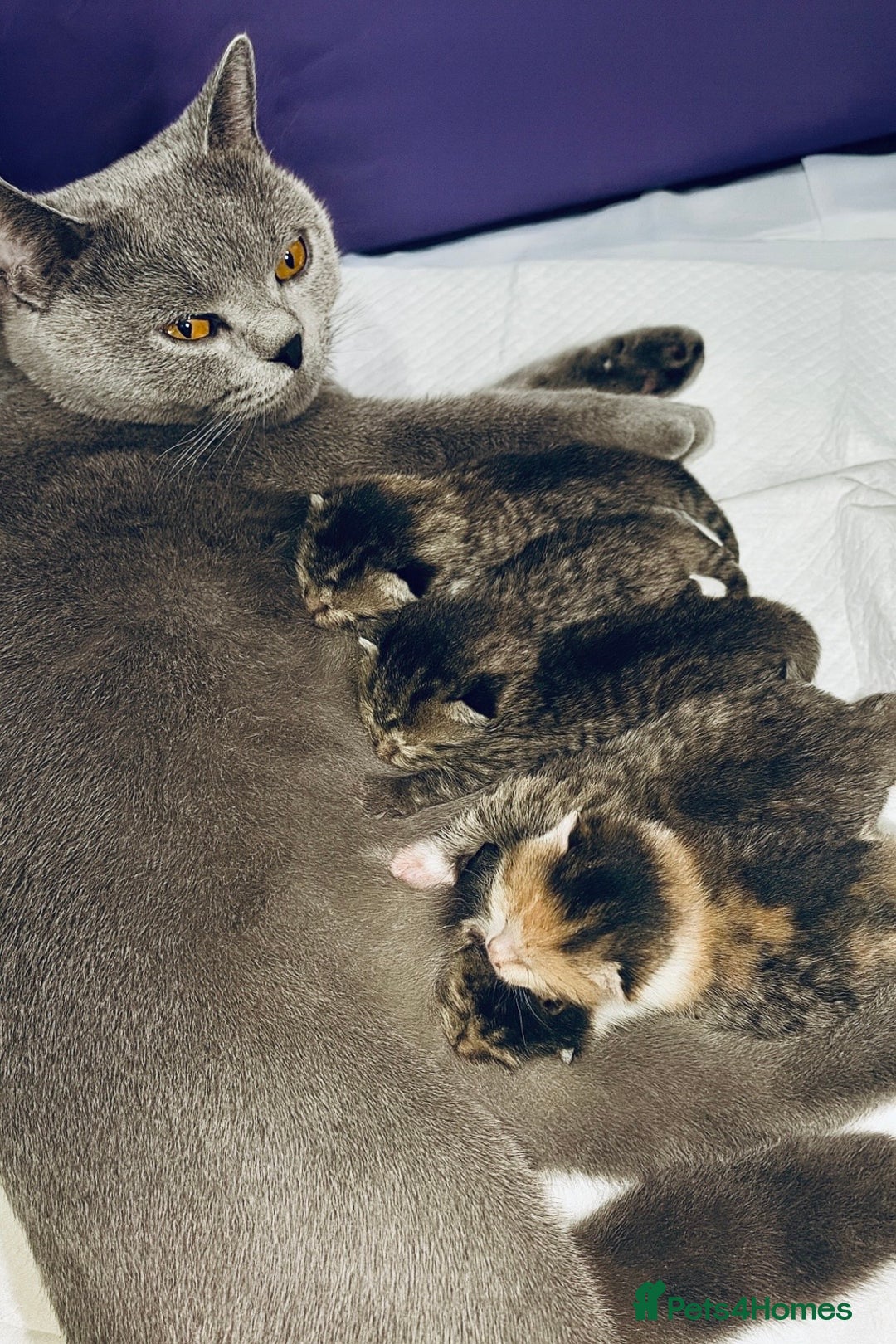 Mixed Breed cats for sale: Beautiful kittens 🐈‍⬛  - Advert 1