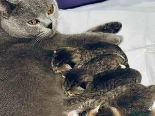 Mixed Breed cats Beautiful kittens 🐈⬛ - Advert 1