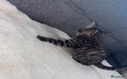 Ragdoll cats for sale: Ragdoll X bengals  - Image 19