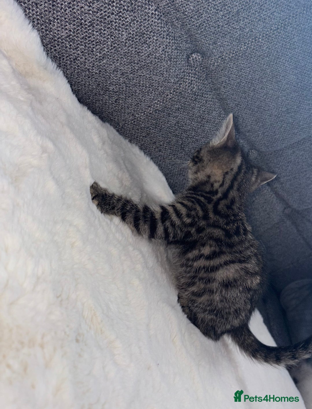Ragdoll cats for sale: Ragdoll X bengals  - Image 19