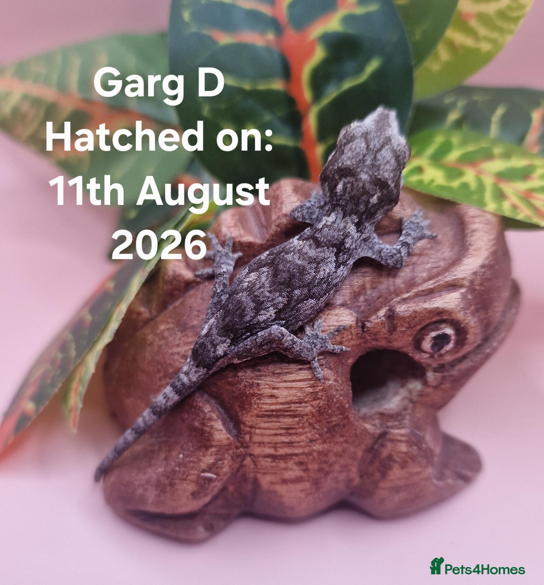 Gecko reptiles for sale: Gargoyle Gecko Hatchlings/Juveniles - Advert 22