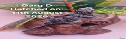 Gecko reptiles for sale: Gargoyle Gecko Hatchlings/Juveniles - Advert 7