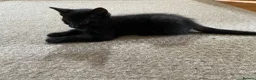 Mixed Breed cats for sale: 6 x beautiful kittens looking for their new home - Advert 3