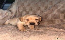 Labrador Retriever dogs for sale: Labrador Puppies For Sale  - Image 2