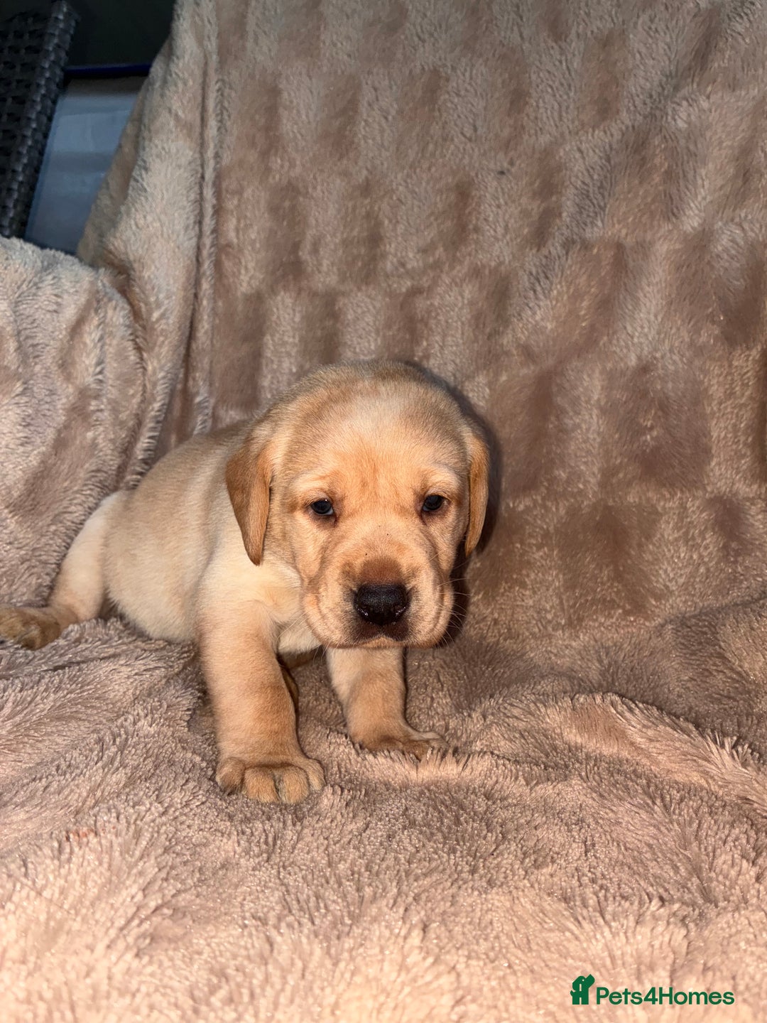 Labrador Retriever dogs for sale: Labrador Puppies For Sale  - Image 2
