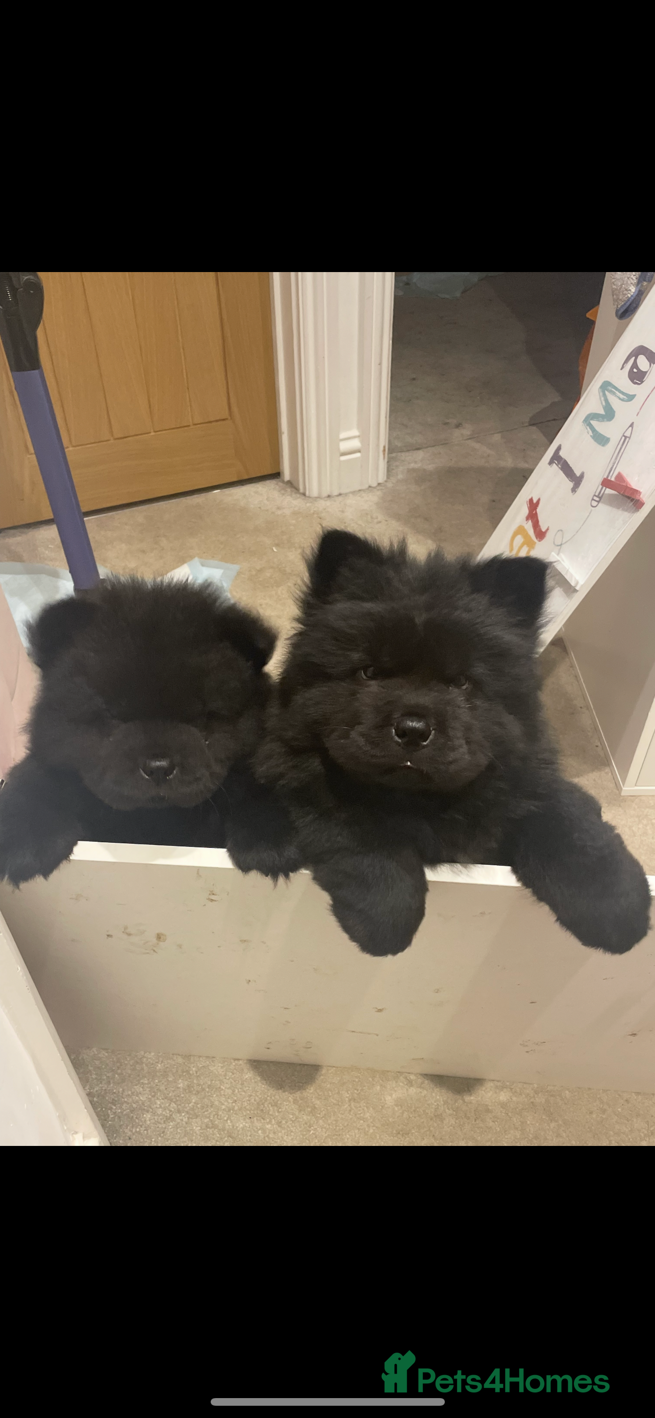 Chow Chow dogs 2 male chow chow puppies - Advert 16