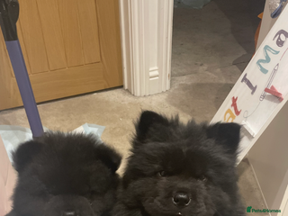 Chow Chow dogs 2 male chow chow puppies - Advert 1