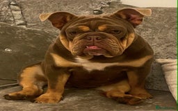 English Bulldog dogs for sale: Beautiful English bulldog - Image 3