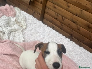 Jack Russell dogs - Advert 34