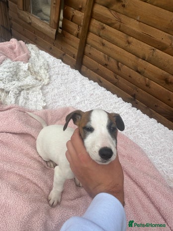 Jack Russell dogs - Advert 11