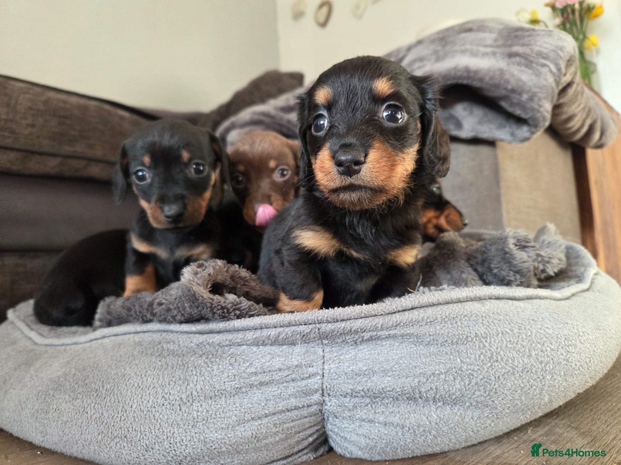 Miniature Dachshund dogs Miniature Dachshunds - Advert 2