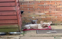 French Bulldog dogs for sale: Diamond 💎 French bulldog  - Image 5