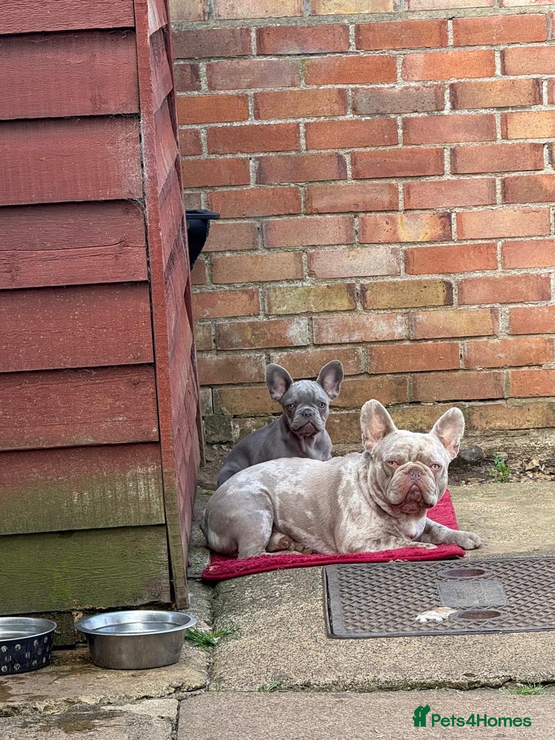 French Bulldog dogs for sale: Diamond 💎 French bulldog  - Image 5