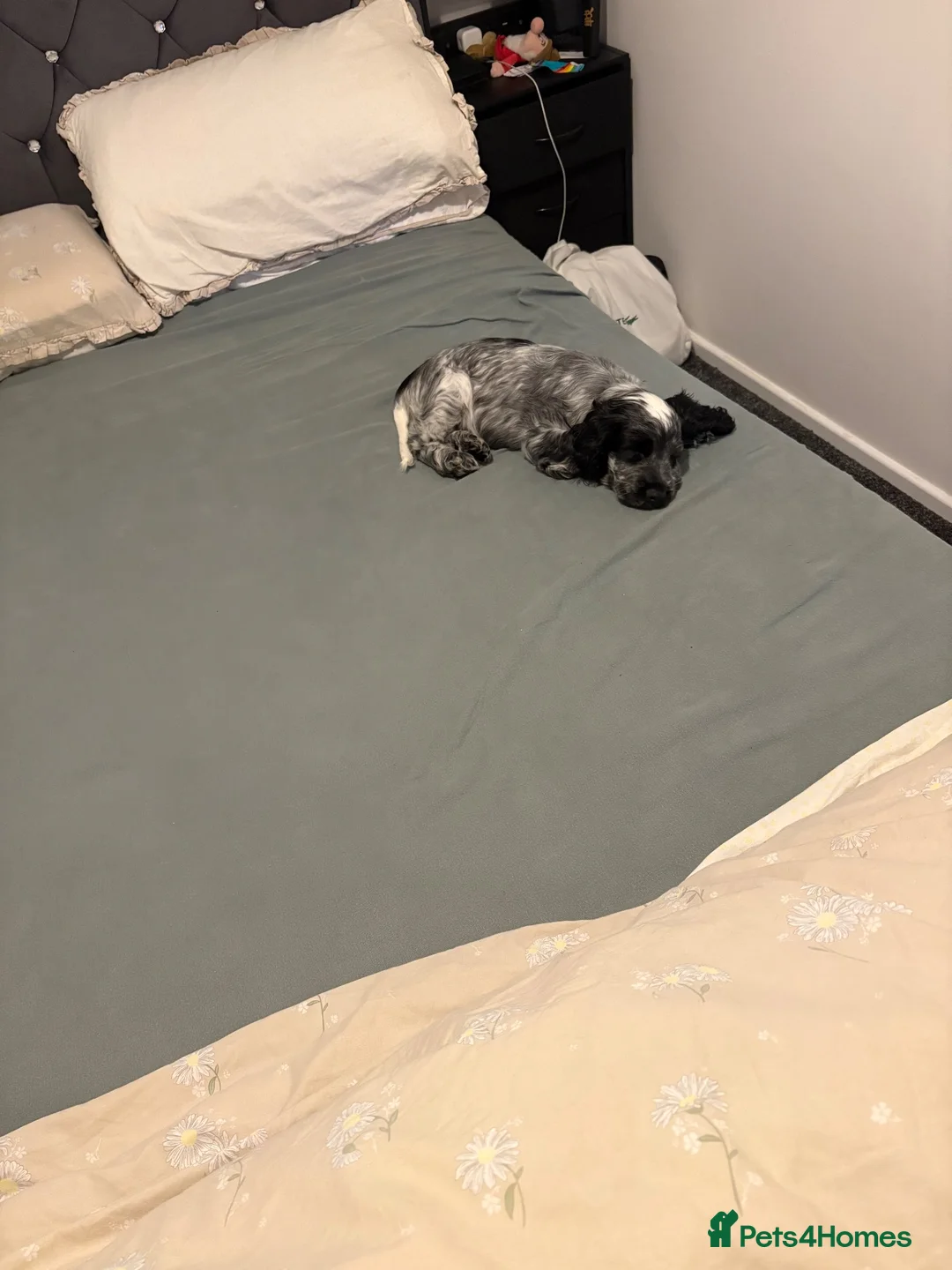 Cocker Spaniel dogs for sale: Beautiful Blue roan show cocker spaniel  in Selby - Advert 15