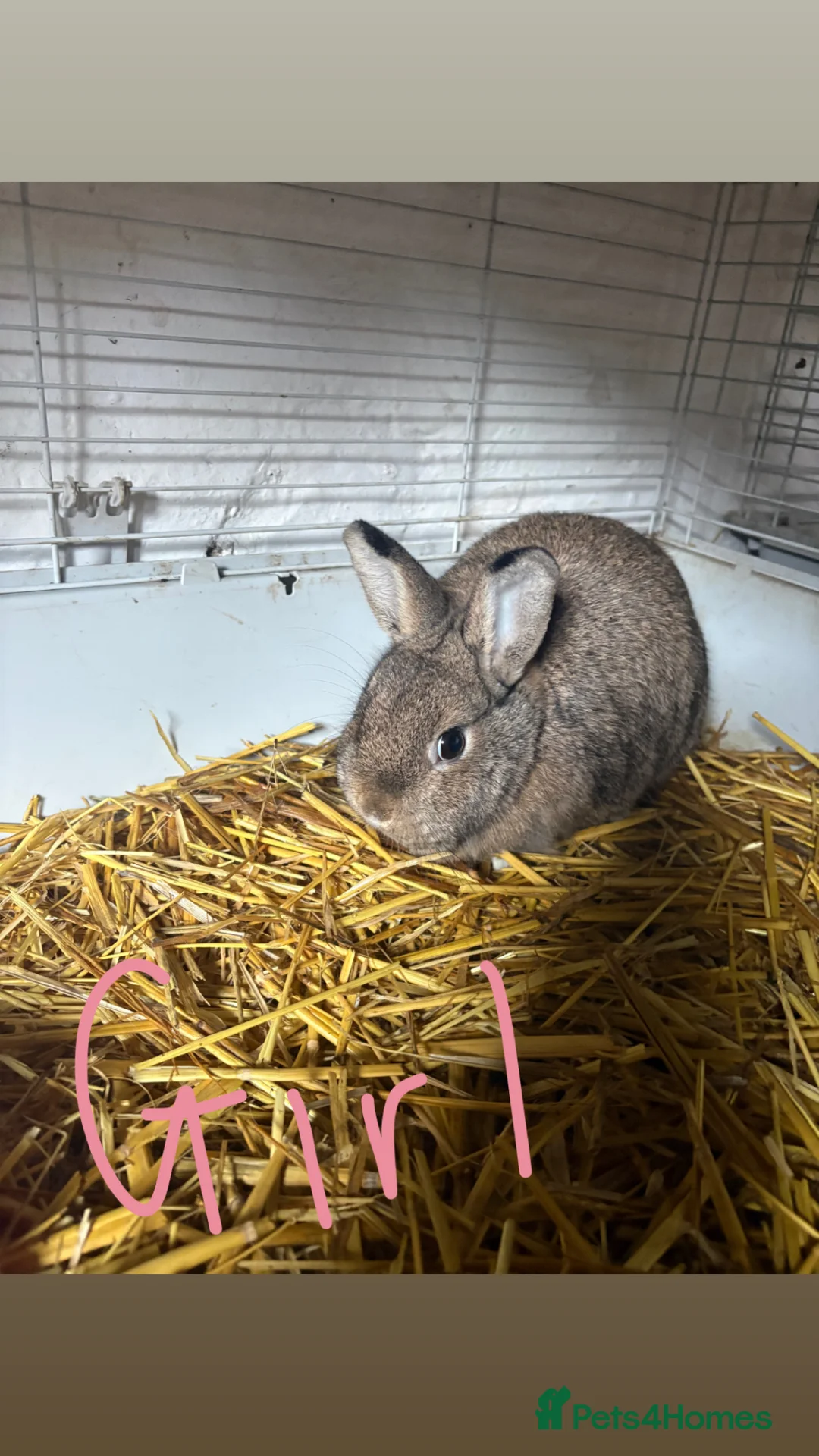 Mixed Breed rabbits for sale: rabbits in Attleborough - Advert 2