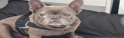 French Bulldog dogs for sale: Male 5  years  - Advert 1