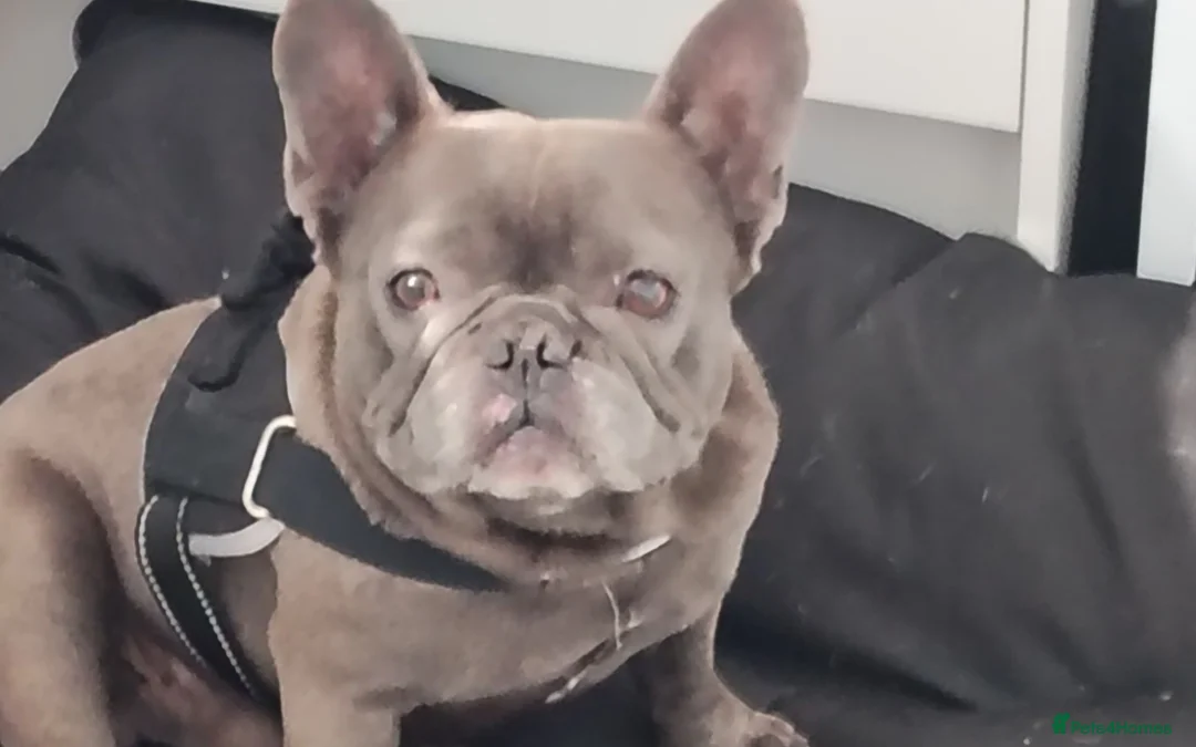 French Bulldog dogs for sale: Male 5  years  - Advert 1