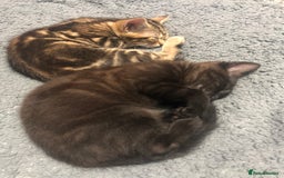 Bombay cats for sale: 🐾🌟tow lovely boys lefted🌟🐾 - Image 3