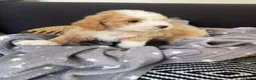 Maltipoo dogs for sale: Beautiful Maltipoochons puppies ready to leave - Advert 6
