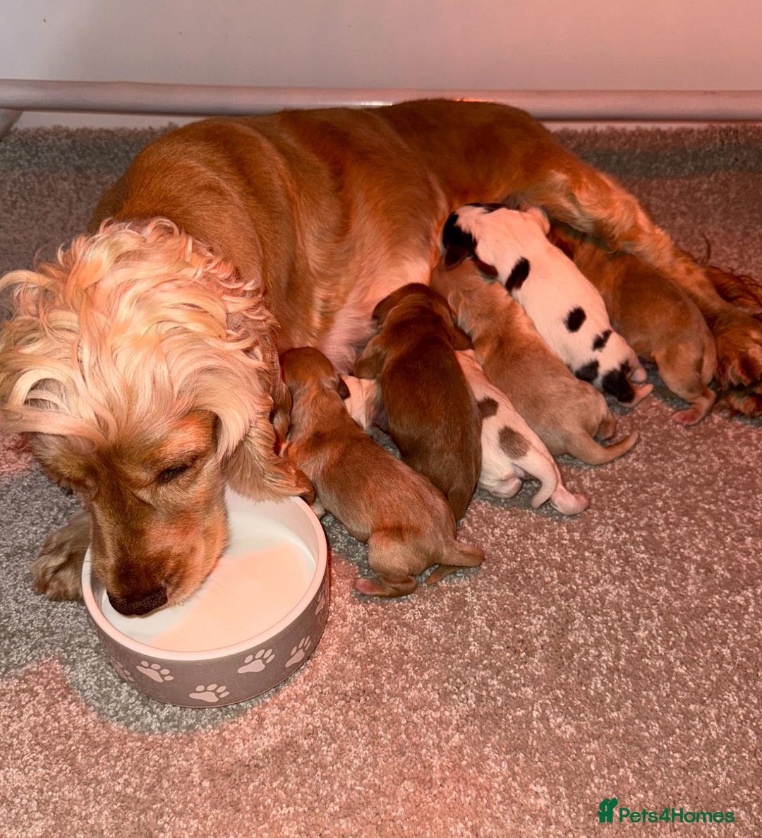 Cocker Spaniel dogs for sale: 🧡💛❤️Stunning KC Show Cocker Spaniels❤️🩷🧡 - Image 28