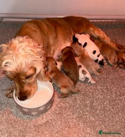 Cocker Spaniel dogs 🧡💛❤️Stunning KC Show Cocker Spaniels❤️🩷🧡 - Advert 5