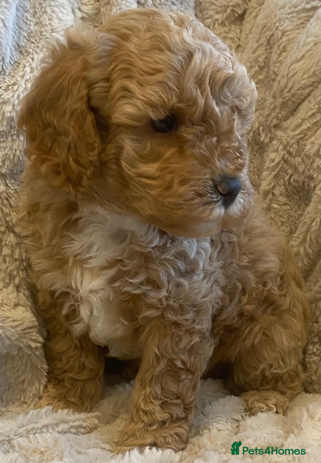 Cavapoo dogs for sale: Gorgeous Teddybear Cavapoo Puppies health checked  - Advert 34