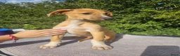 Lurcher dogs for sale: Stunning Kelpie lurchers UPDATED new pics  - Advert 20