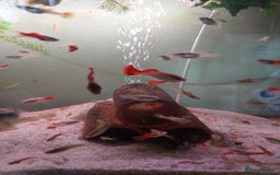 Live Bearers fish for sale: Young assorted guppies for sale - Image 2